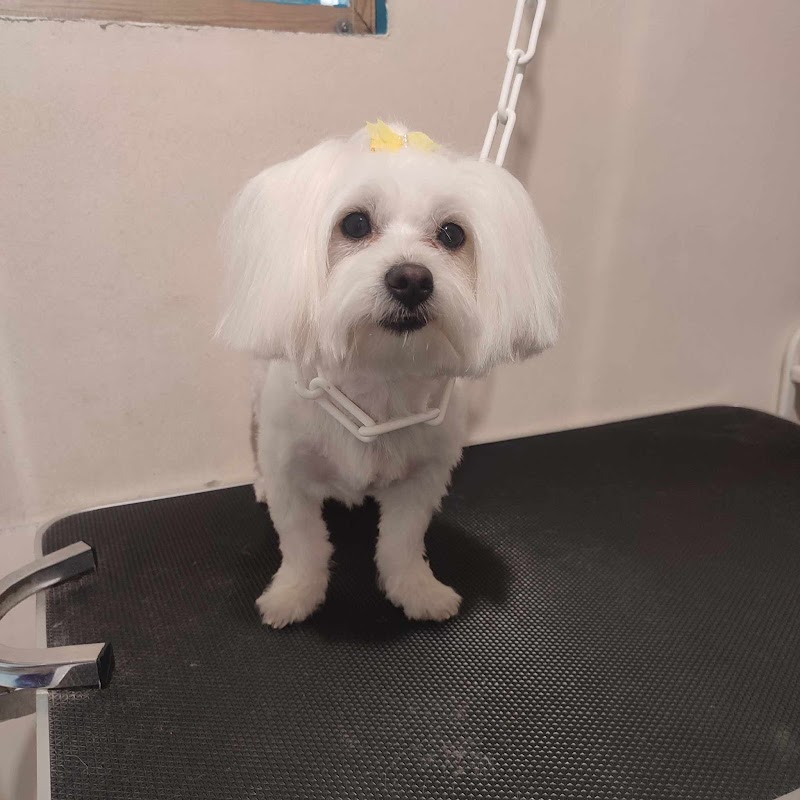 Angel's Pet Boutique & Spa