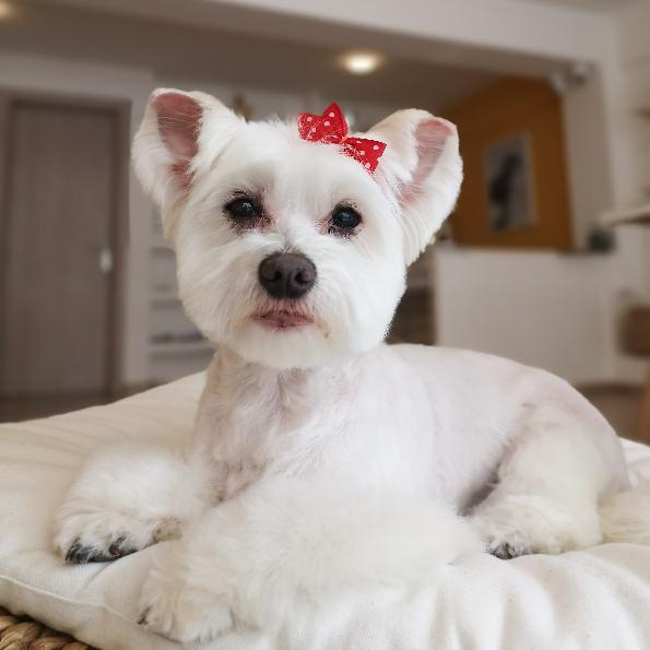 Σκυλολόι Dog Grooming Salon